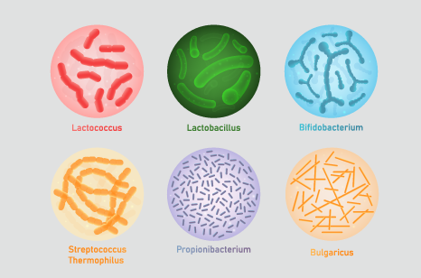 バクテリアのイメージイラスト
